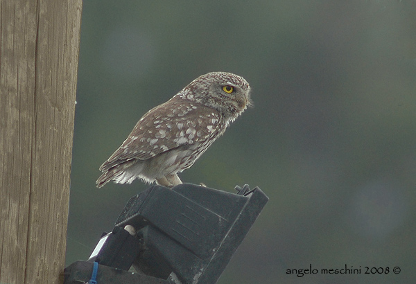 Civetta Athene noctua. Tre ritrattini.